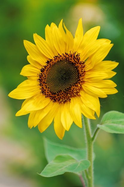 Close-up of a beautiful sunflower and bee in a field