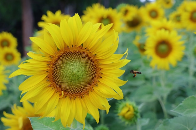 Primo piano di un bellissimo girasole che fiorisce con un giardino di girasoli. concetto di sfondo della natura.