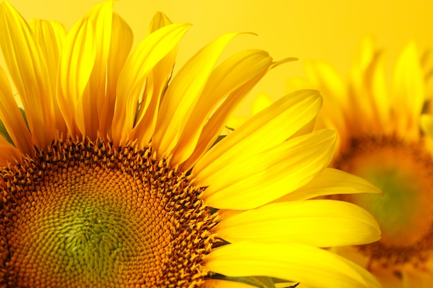 Close up on beautiful sunflower