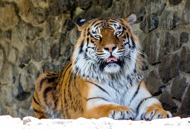 Close-up of a beautiful tiger