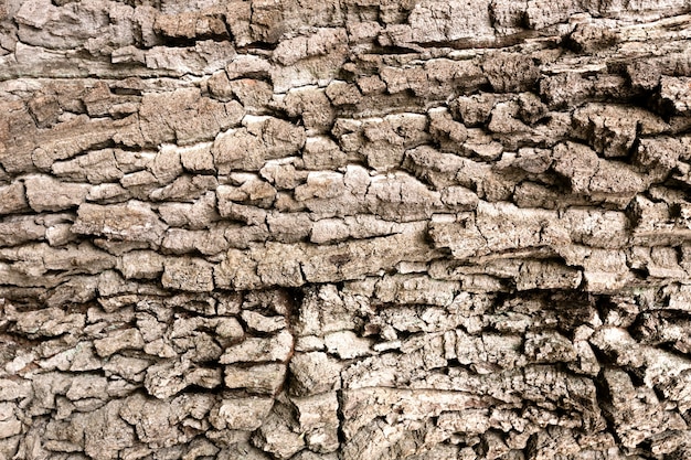 Close up on beautiful tree bark texture