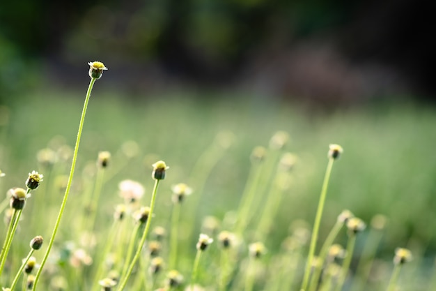 ぼやけている緑の木の背景に自然の緑の芝生の美しい景色を閉じる