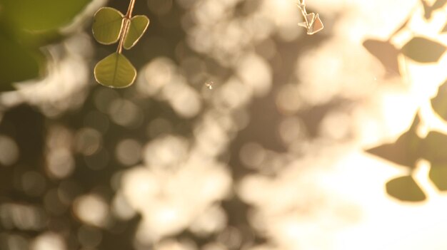 Photo close up beautiful view of nature green leaves on blurred copy space for wallpaper and backdrop