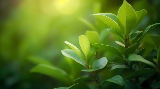 Close up beautiful view of nature green leaves on blurred greenery tree background generat ai