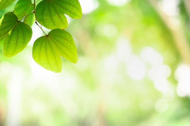 Close up beautiful view of nature green leaves on blurred greenery tree background with sunlight in public garden park.