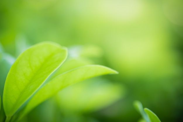 Close up beautiful view of nature green leaves on blurred greenery tree background 