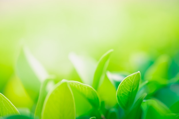 Close up beautiful view of nature green leaves on blurred greenery tree background 