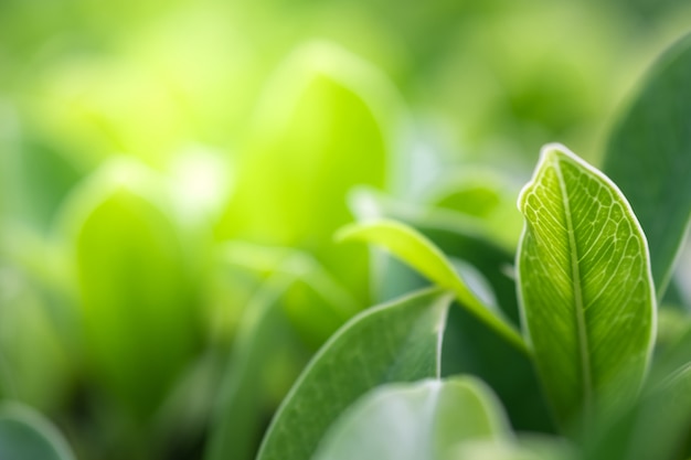 Close up beautiful view of nature green leaves on blurred greenery tree background 