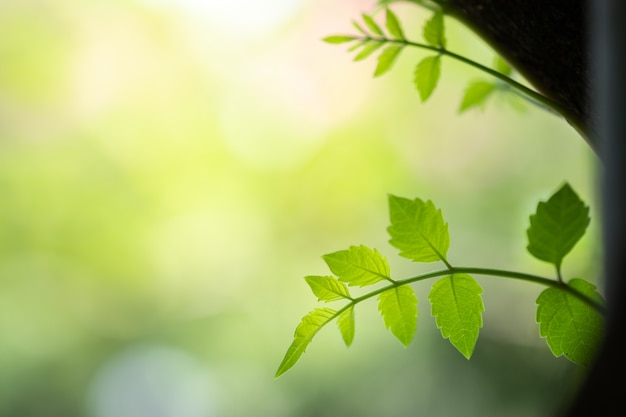 Close up beautiful view of nature green leaves on blurred greenery tree background 