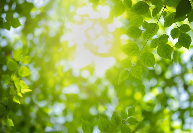 Close up beautiful view of nature green leaves on blurred greenery tree 