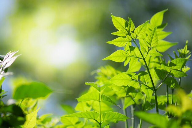 Крупным планом красивый вид природы зеленых листьев на затуманенное зелени деревьев