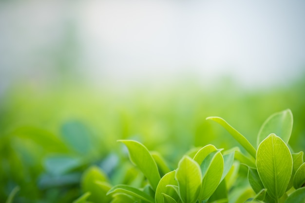 Close up beautiful view of nature green leaves 