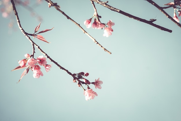 Close-up of beautiful vintage sakura tree flower (cherry blossom) in spring. vintage color tone style.