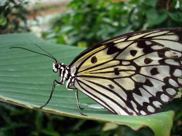 Photo close-up of a beautiful white-black butterfly resting on a leaf