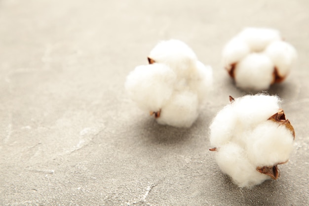 Close up on beautiful white cotton flowers