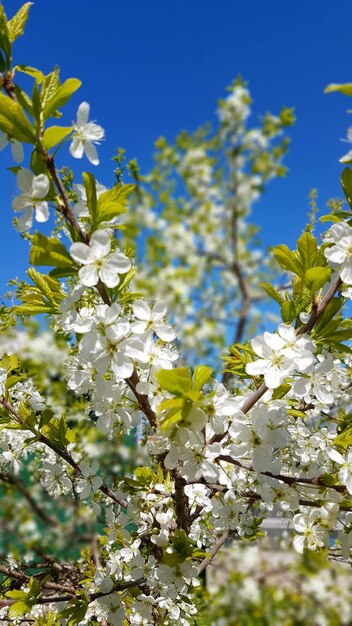 Close-up of beautiful white flowers blooming