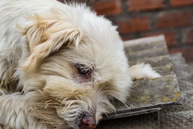 Primo piano di un bellissimo cucciolo peloso bianco, concetto di abbandono, salvataggio o adozione.