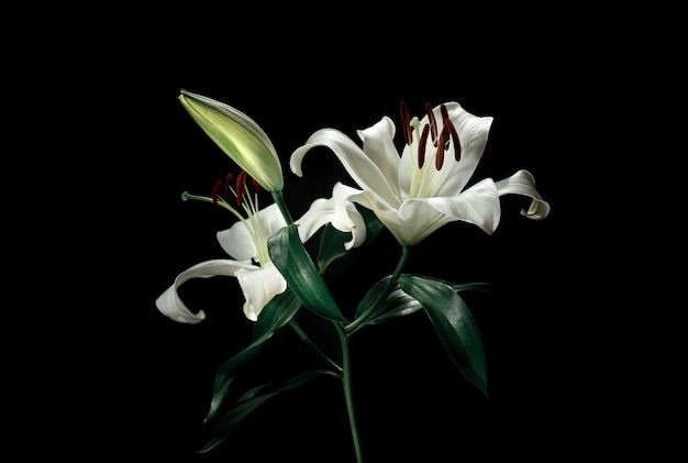 Close-up of beautiful white lily