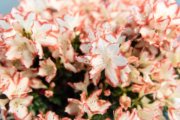 Close up of beautiful white and pink azaleas, selective focus