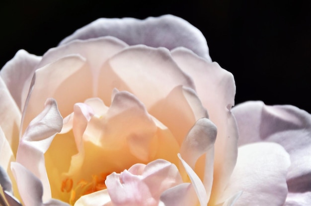 Close up of a beautiful white Rose