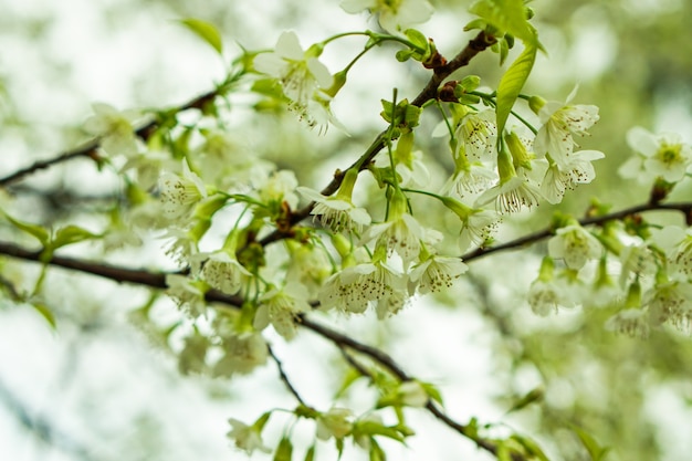 Close-up, beautiful white Sakura flowers or cherry blossom flower in winter