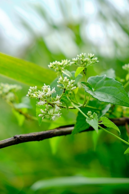 close-up of beautiful wild flowers growing fresh