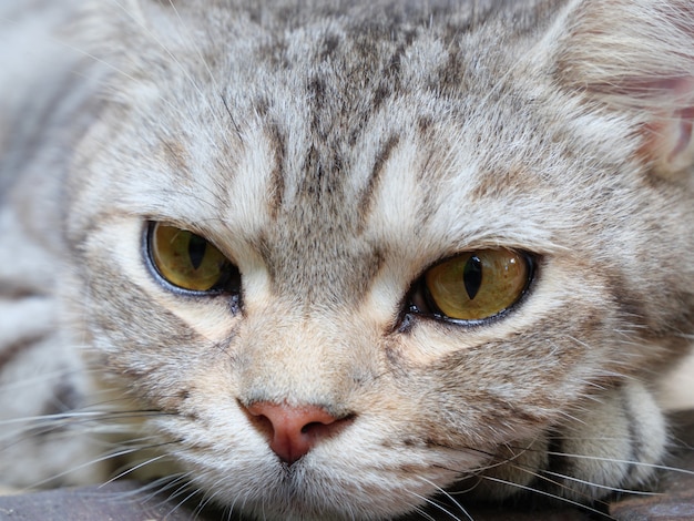 木の床に横たわるぶち猫の美しい黄色い目をクローズアップ