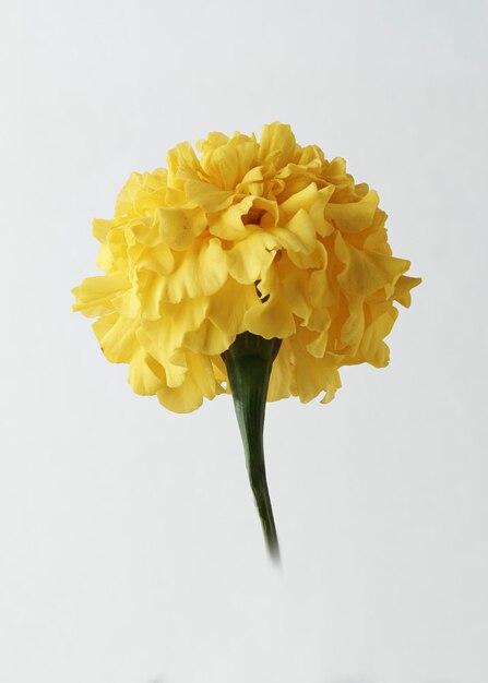 Close up of beautiful yellow flower isolated on white background