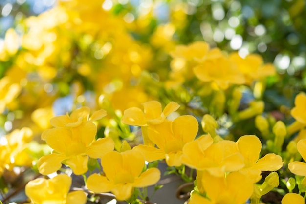 Close up beautiful yellow flowers with green leaves 