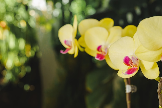 Close up of beautiful yellow orchid flowers