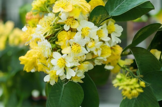 Close up beautiful yellow spring flower natural background