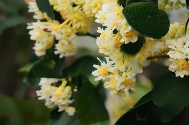 Photo close up beautiful yellow spring flower natural background