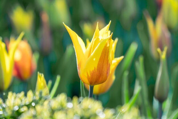 Close up of a beautiful yellow tulip