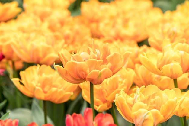 Close up of beautiful yellow tulips