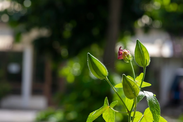 얕은 초점에서 Argolubang 꽃 봉오리 (Hisbiscus martianus), Hibiscus 가족의 아름다움의 클로즈업