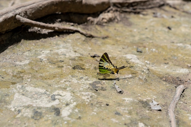 A close-up of Beauty butterfly resting on ground