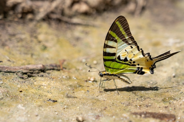 Un primo piano della farfalla di bellezza che riposa sulla terra