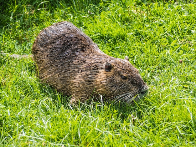 Close-up of an beaver on grass