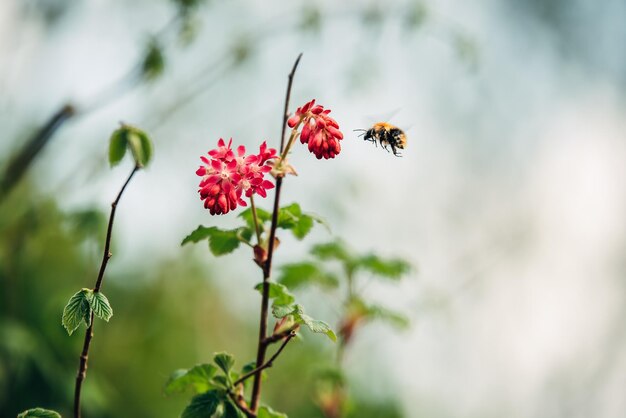 花のほうで蜂がうなずくのクローズアップ