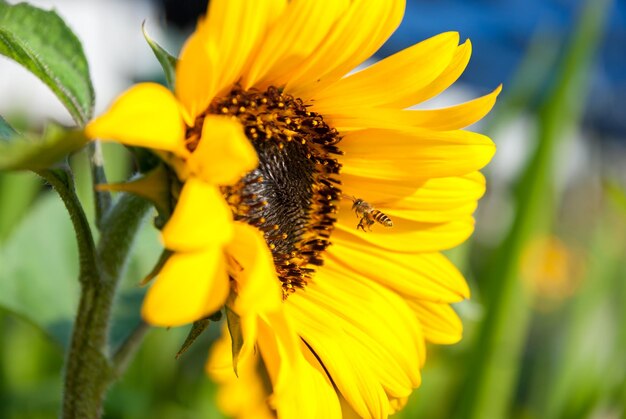 Close-up of bee buzzing on sunflower