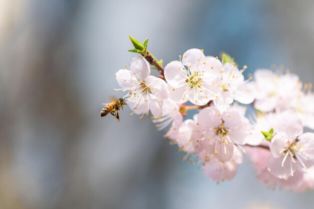 close-up of bee on cherry blossom