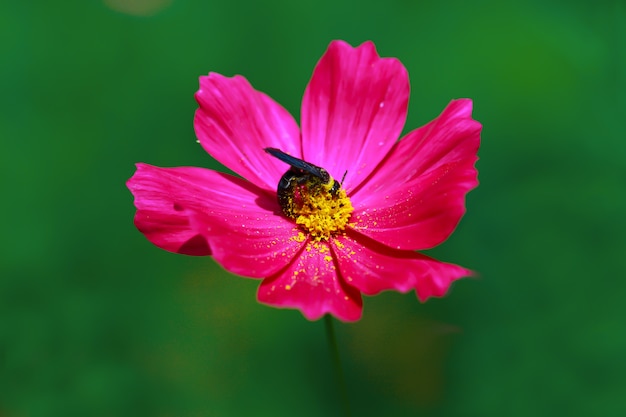 Foto chiuda sull'ape che raccoglie il polline sul fiore con i petali rosa, fiore dell'universo