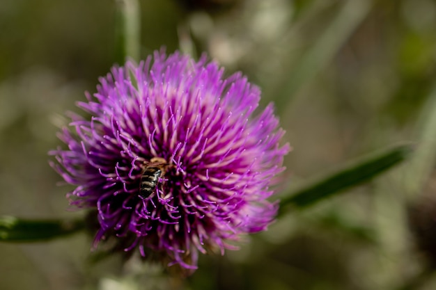 Close up of Bee collects honey from thistle