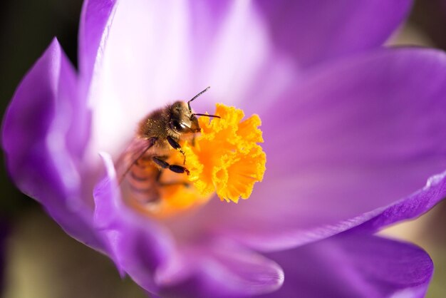 Close-up of bee on crocus