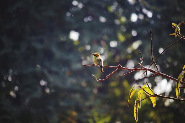 Photo close-up of bee-eater bird on branch