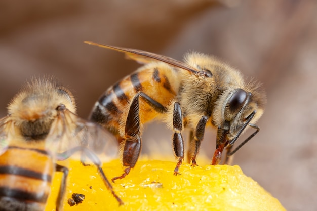 Photo close up bee extracting pollen from flower