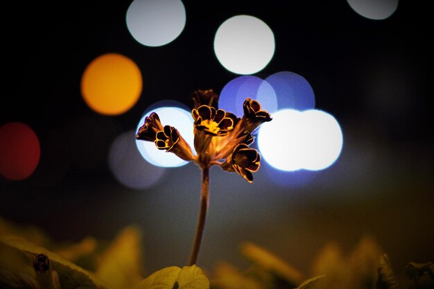 Foto prossimo piano di un'ape sul fiore di notte