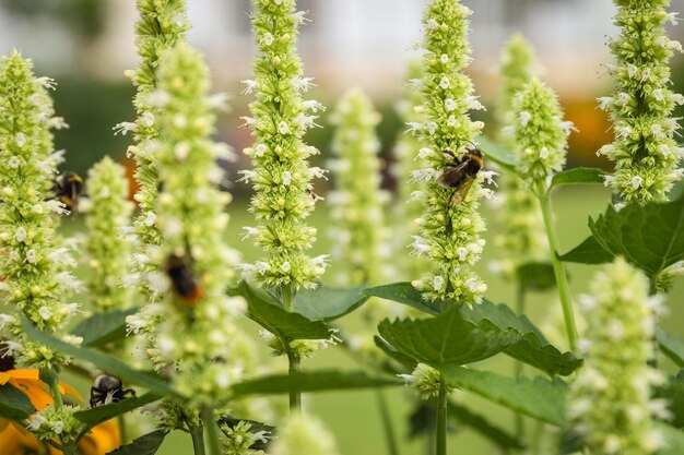 Close-up of bee on flower