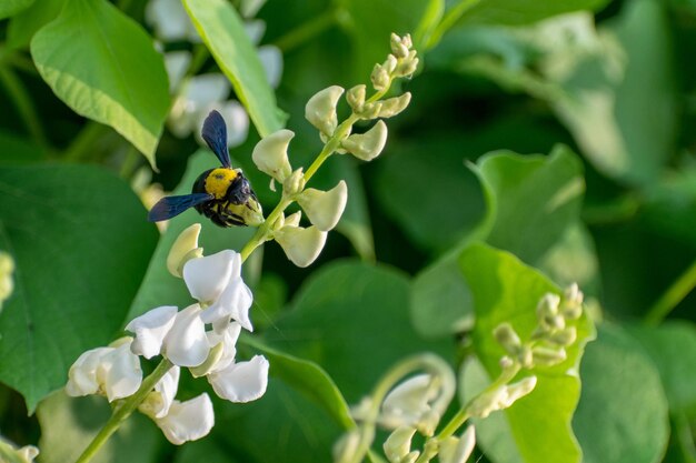 Photo close-up of bee on flower