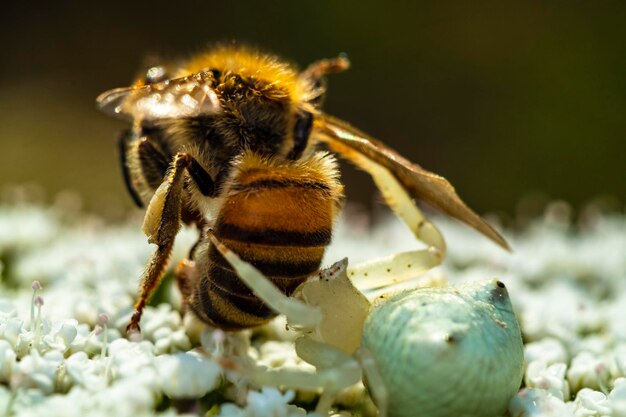 Close-up of bee on flower